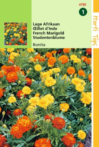 French marigold Bonita (Tagetes patula) 350 seeds HT